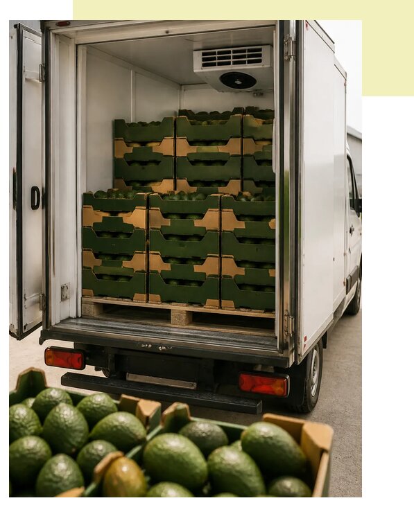 Перевозка авокадо рефрижератором в Ижевск по цене от 5557 р. | Агросервис-Жвс